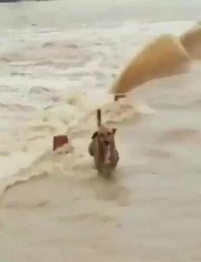 Cruzo porque cruzo ese charco no me va a detener...