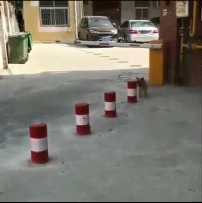 Bollard Boing Boing