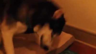 Good boy sneezing.