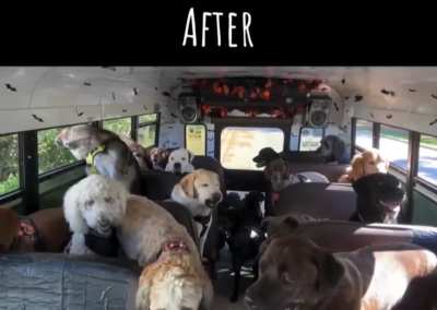 Before and after the dog park