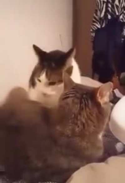 CHOMP