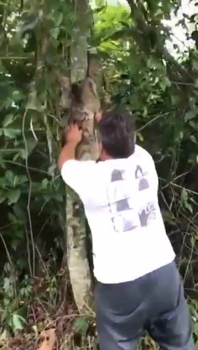 Grateful Sloth Waves and Smiles Back at Man Who Saved Him from Traffic During Rush Hour