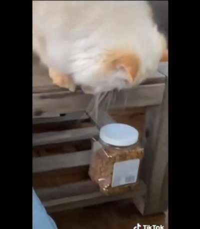 Touch tha human then tha treats