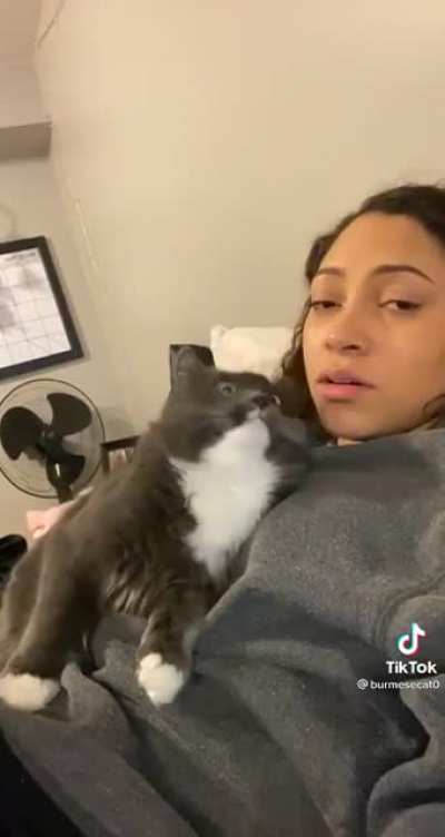 What does this cat want?