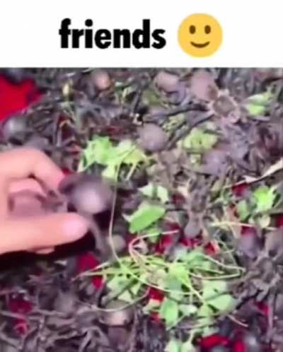 fren