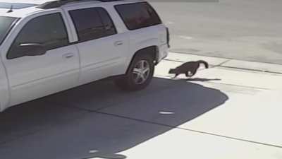 Tara the cat body slams a dog to save her owner's son