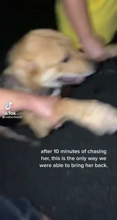 Puppy running away