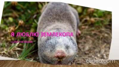 the mole rat