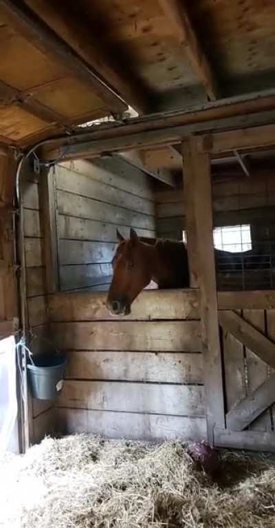 Daft Horse returns!
