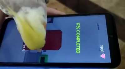My cockatiel playing flip the bottle. She tried her best.