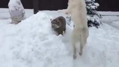Dogberg takes down a tiger