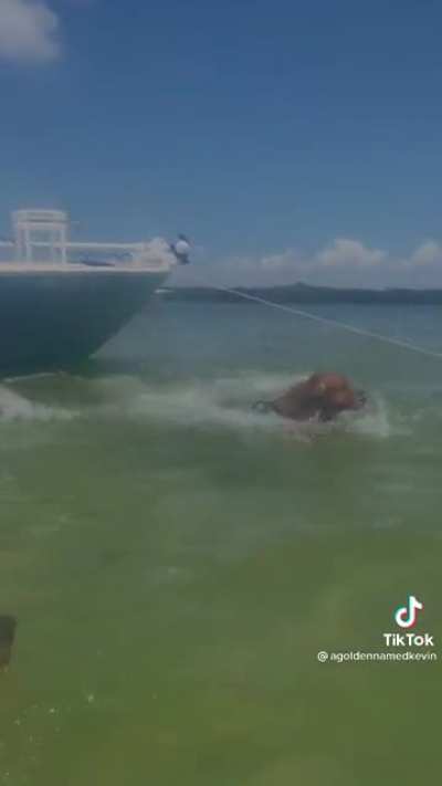 Dogs on a boat