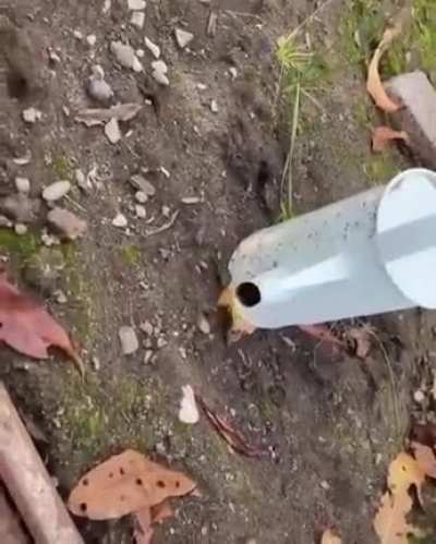 Meu cérebro derreteu com esse vídeo