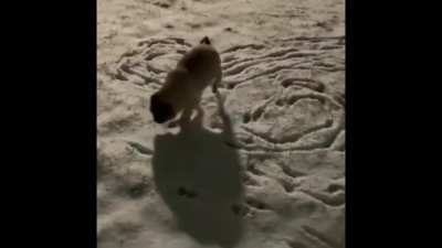 This dog is talented 🤣😂🤣😂