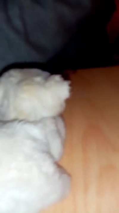 Troll cat