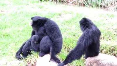 Monke