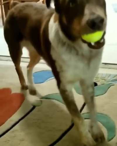 Derpy Doggo Dance