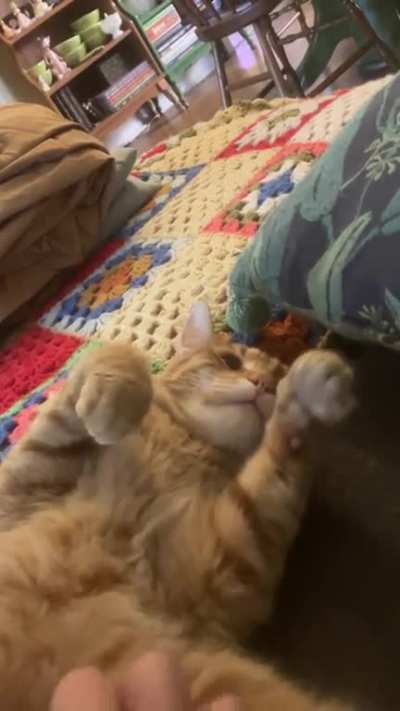 Paws to infinity