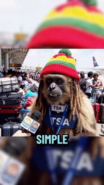 Jahmunkey - TSA