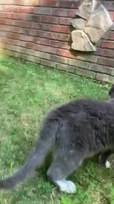 Немного милоты