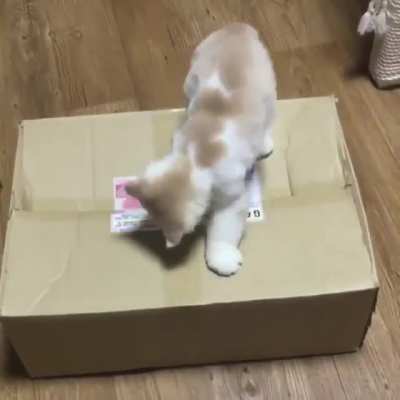Kitten attacked by a terrible box monster