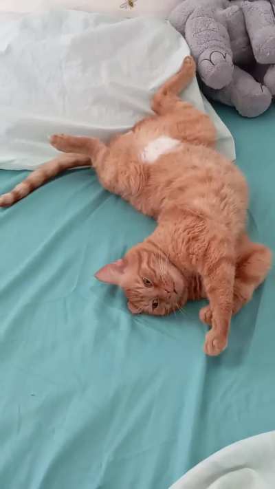 I find something to say about everything while lying down