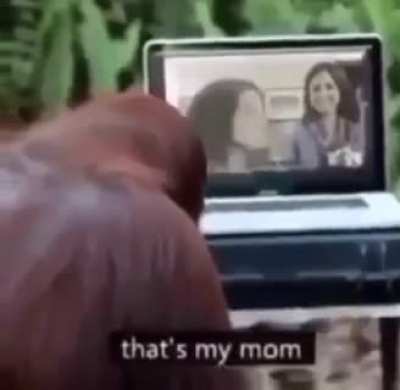 monky