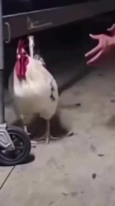 cock block