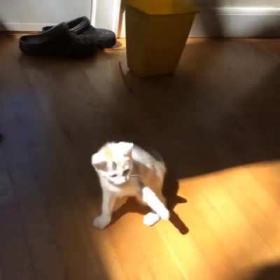 Idiot (cat) fights light.