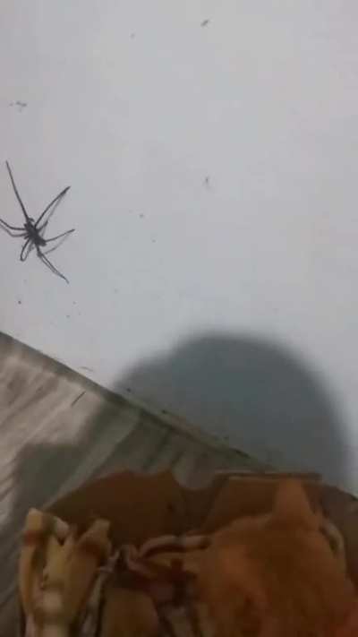 🐈🆚️🕷