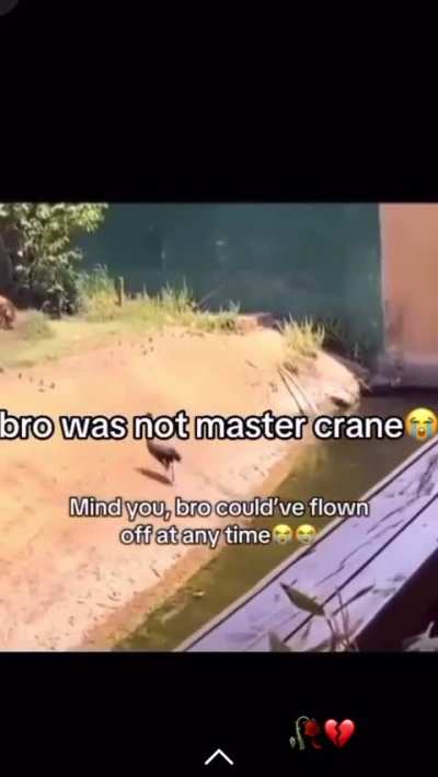 crane