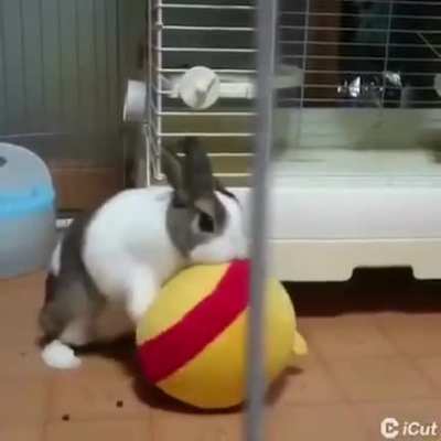 还是兔友狠
