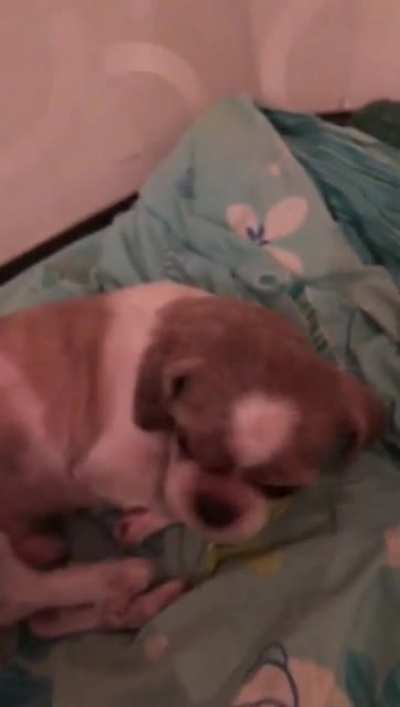 My dog doesnt like when my brother tries to pick him up from his bed