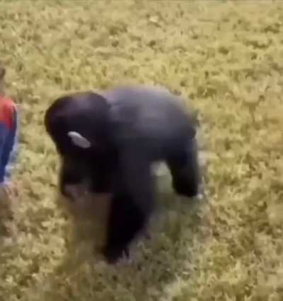 2 monkey