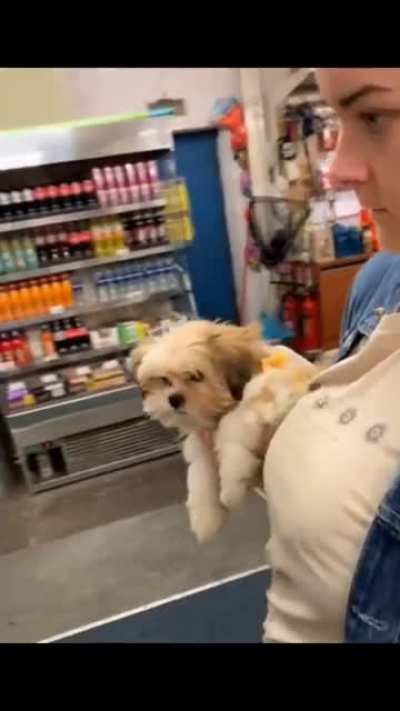 Dog Meets Parrot