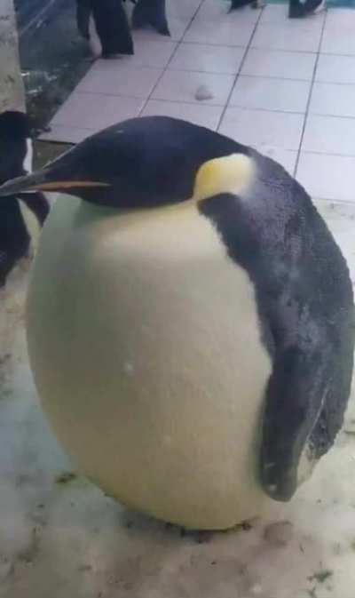 Pengueeen