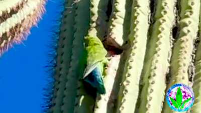 Rosey-Cheeked Parakeets Make a Home in a Giant Saguaro