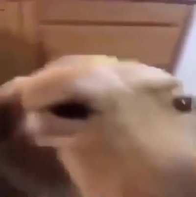 butter dog