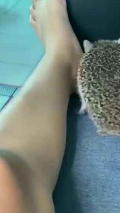Such a cute and loyal pet
