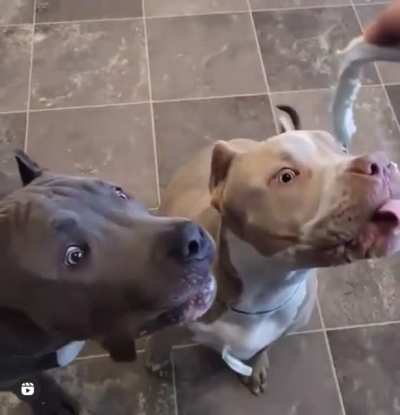 Treat Time