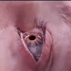 cursed spider