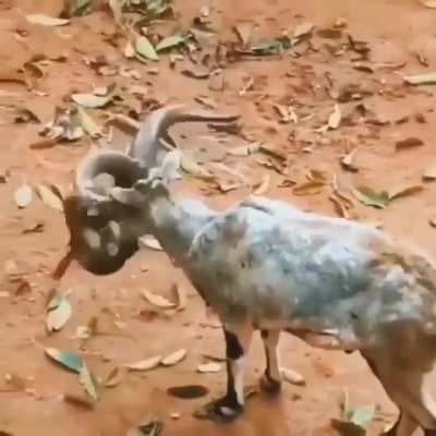 This naughty monkey