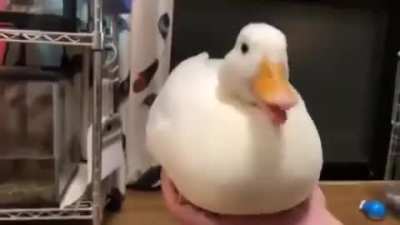 Quack