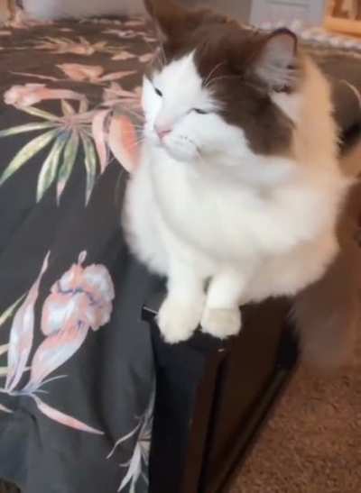 Windy Kitty Life