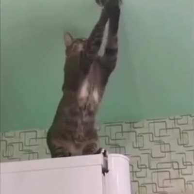 Curiosity killed the cat