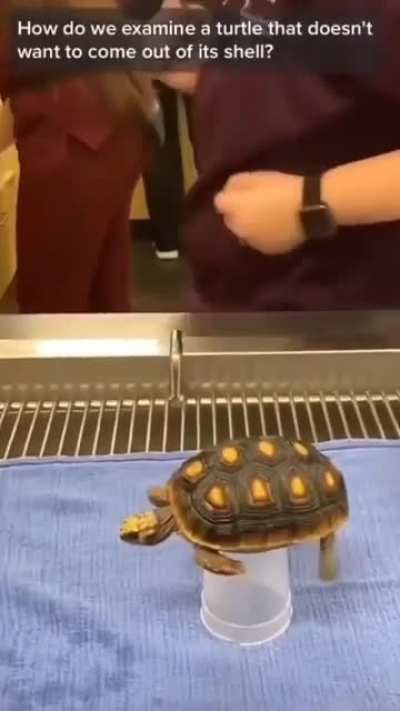 the turtle