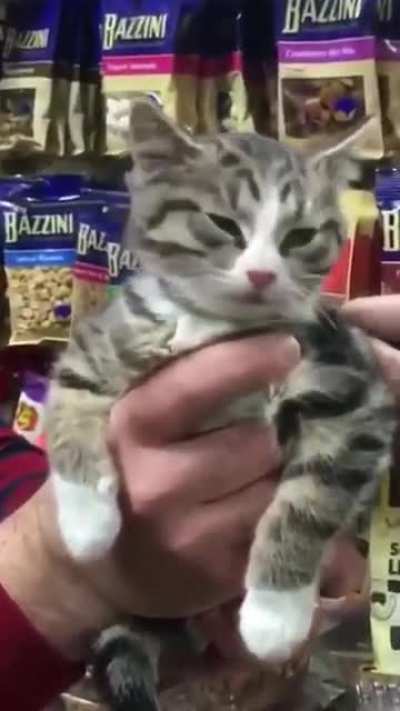 Great cat