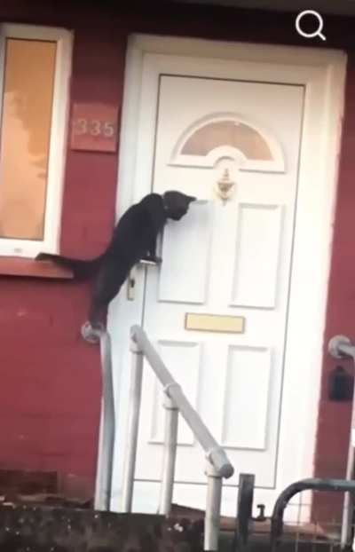 Witnessing a cat knocking on a door