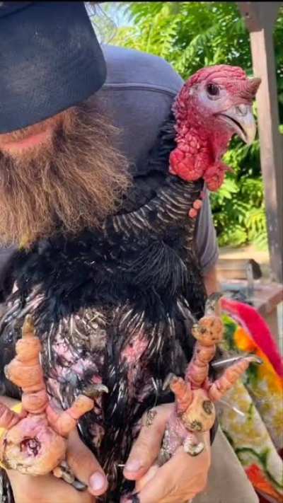 The story of Tom Mix the Turkey