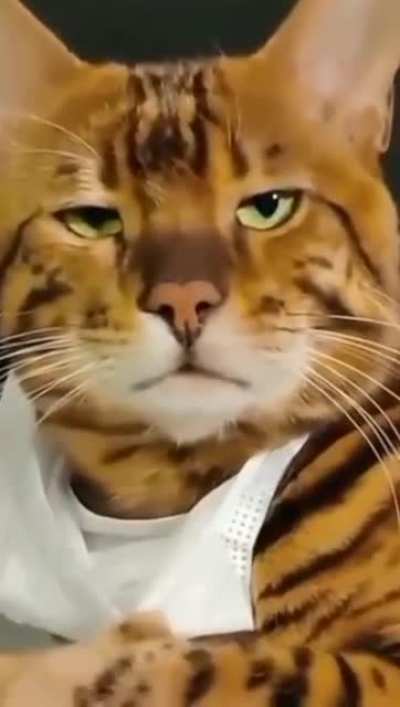 Unimpressed cat wants to know...Are you proud of what you’ve done?